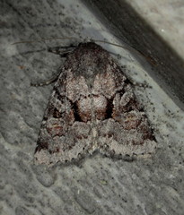 Oligia minuscula
