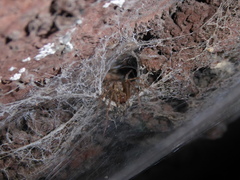 Tegenaria