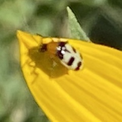 Paranapiacaba tricincta