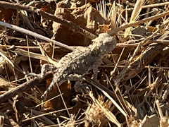 Phrynosoma blainvillii