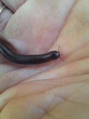 Pachyiulus oenologus