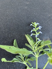Salvia reflexa