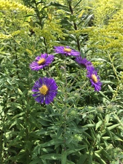 Symphyotrichum novae-angliae