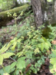 Sanicula canadensis