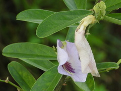 Clitoria
