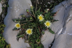 Taraxacum confusum