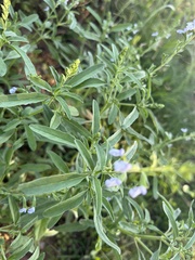 Salvia reflexa
