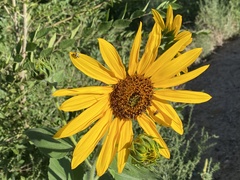 Helianthus petiolaris