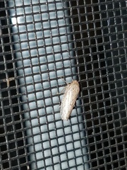 Curtara insularis