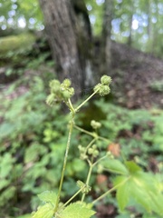 Sanicula canadensis