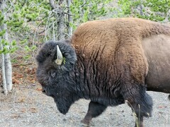 Bison bison