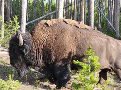 Bison bison