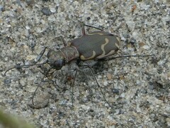 Cicindela repanda