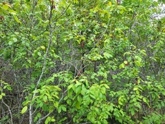 Zanthoxylum americanum