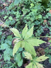 Sanicula canadensis