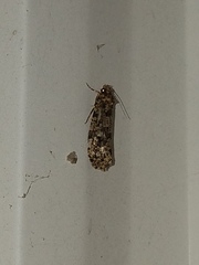 Amydria effrenatella