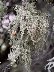 Ramalina farinacea