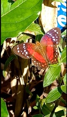 Anartia amathea