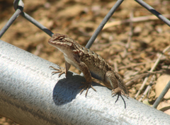 Sceloporus occidentalis bocourtii