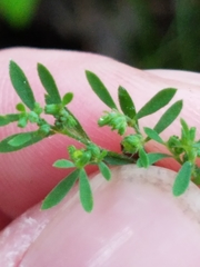 Paronychia fastigiata