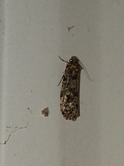 Amydria effrenatella