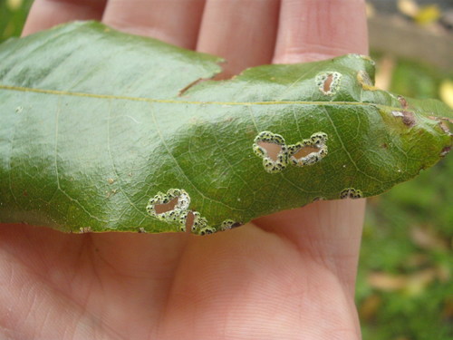 Strigula schizospora image