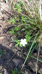 Geranium richardsonii
