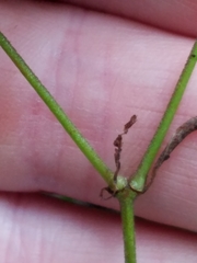 Paronychia fastigiata