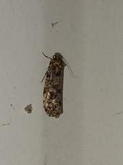 Amydria effrenatella