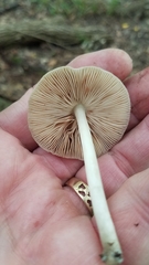 Pluteus americanus