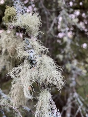 Ramalina farinacea
