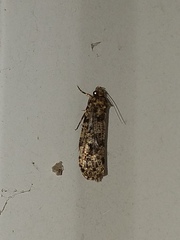 Amydria effrenatella