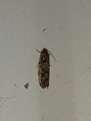 Amydria effrenatella