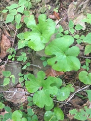 Sanguinaria canadensis