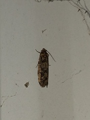 Amydria effrenatella