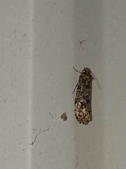 Amydria effrenatella