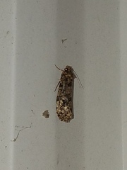 Amydria effrenatella