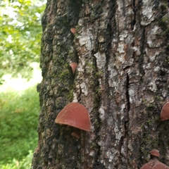 Auricularia polytricha
