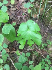 Sanguinaria canadensis