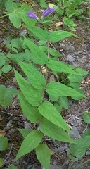 Nothochelone nemorosa