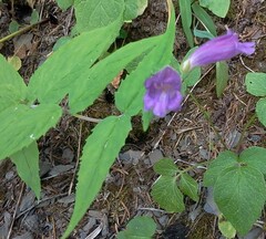 Nothochelone nemorosa