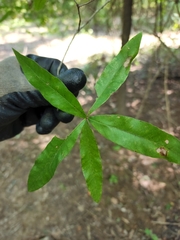 Quercus phellos