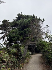 Pinus contorta contorta