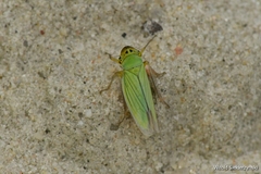 Cicadella viridis