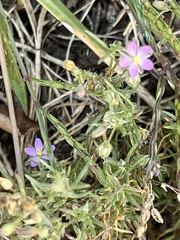 Spergularia rubra