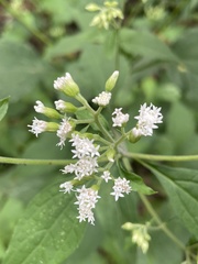 Ageratina altissima