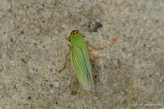 Cicadella viridis