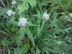 Cirsium edule