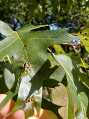 Callirhytis favosa