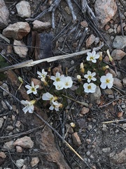 Oxalis algoensis